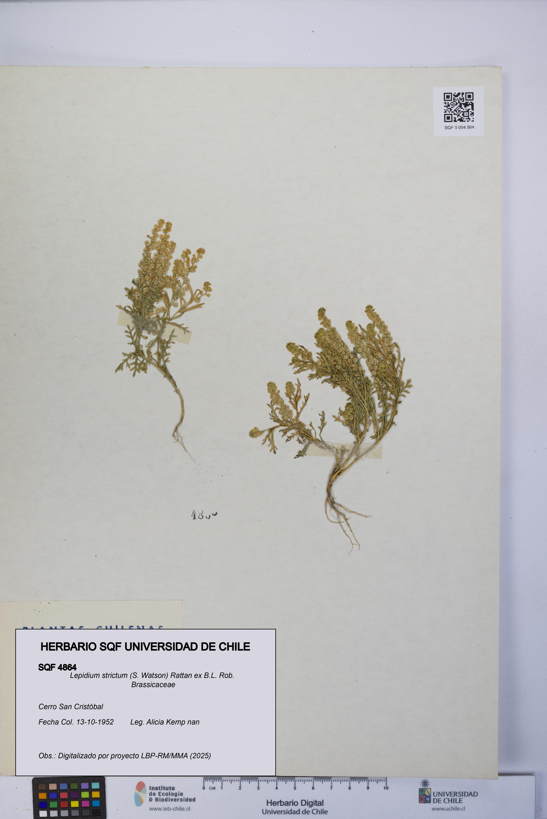Lepidium strictum [Espécimen: UCH:SQF:0004864]