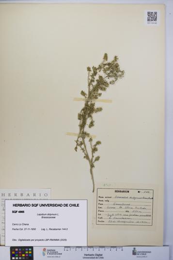 Lepidium didymum [Espécimen: UCH:SQF:0004865]