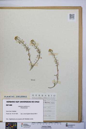 Lobularia maritima [Espécimen: UCH:SQF:0004866]