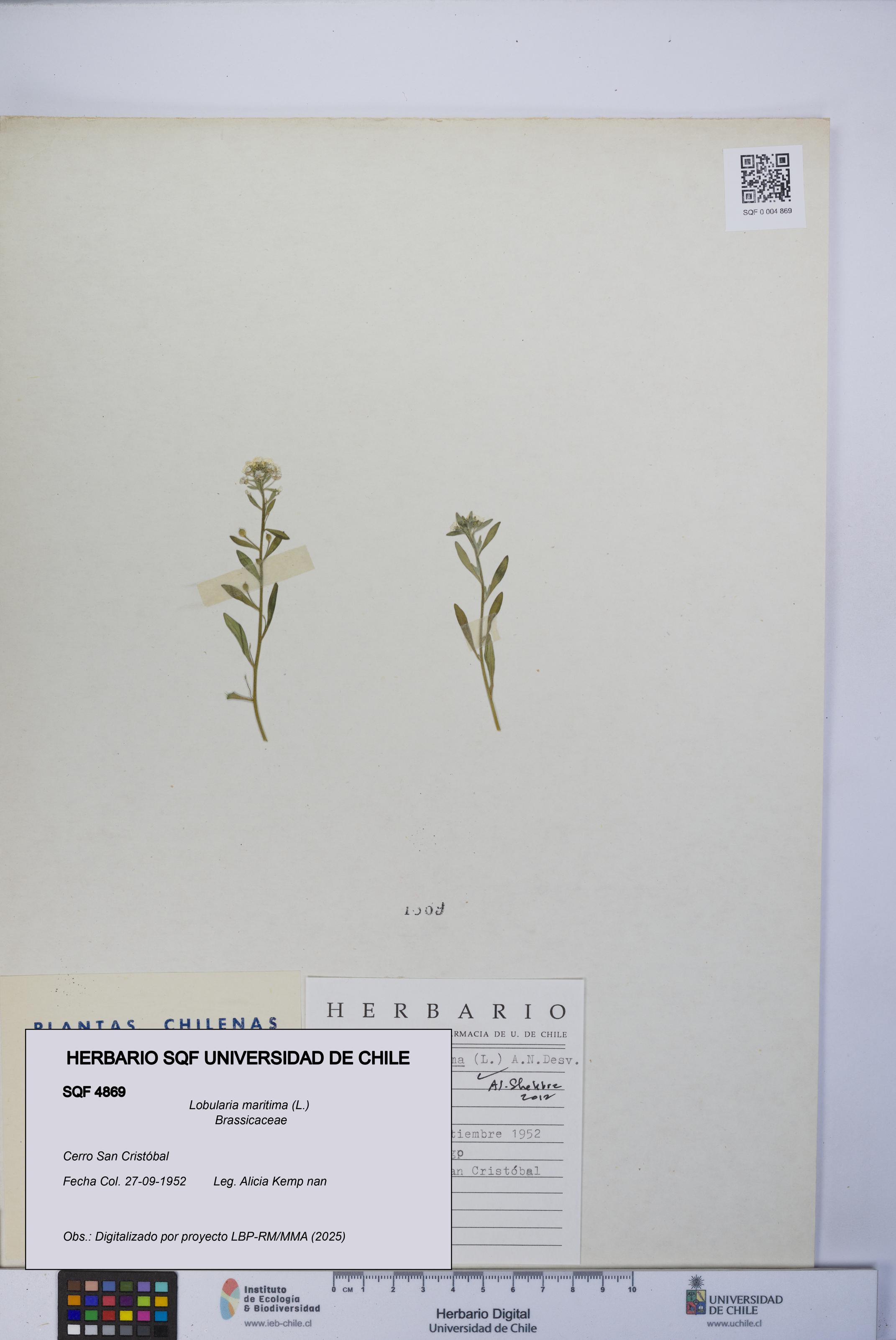 Lobularia maritima [Espécimen: UCH:SQF:0004869]