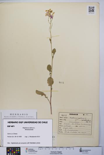 Raphanus sativus [Espécimen: UCH:SQF:0004871]