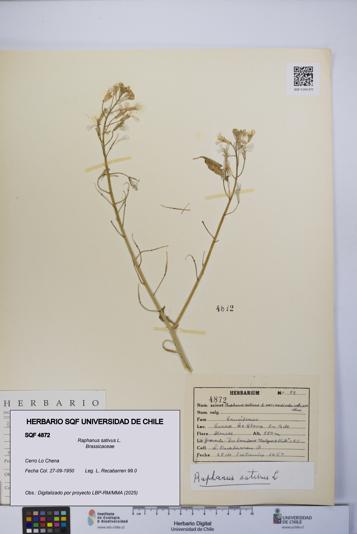 Raphanus sativus [Espécimen: UCH:SQF:0004872]
