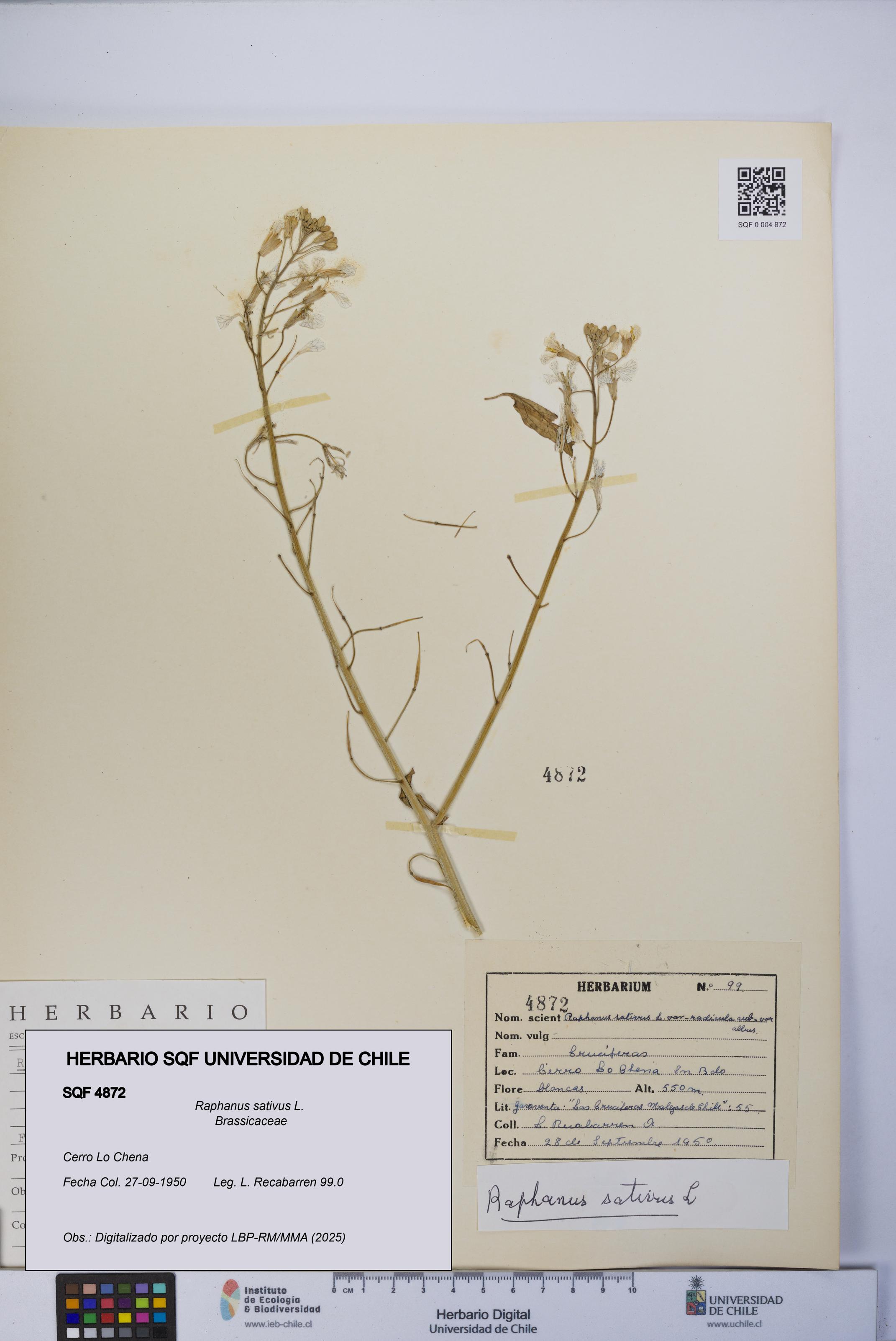 Raphanus sativus [Espécimen: UCH:SQF:0004872]