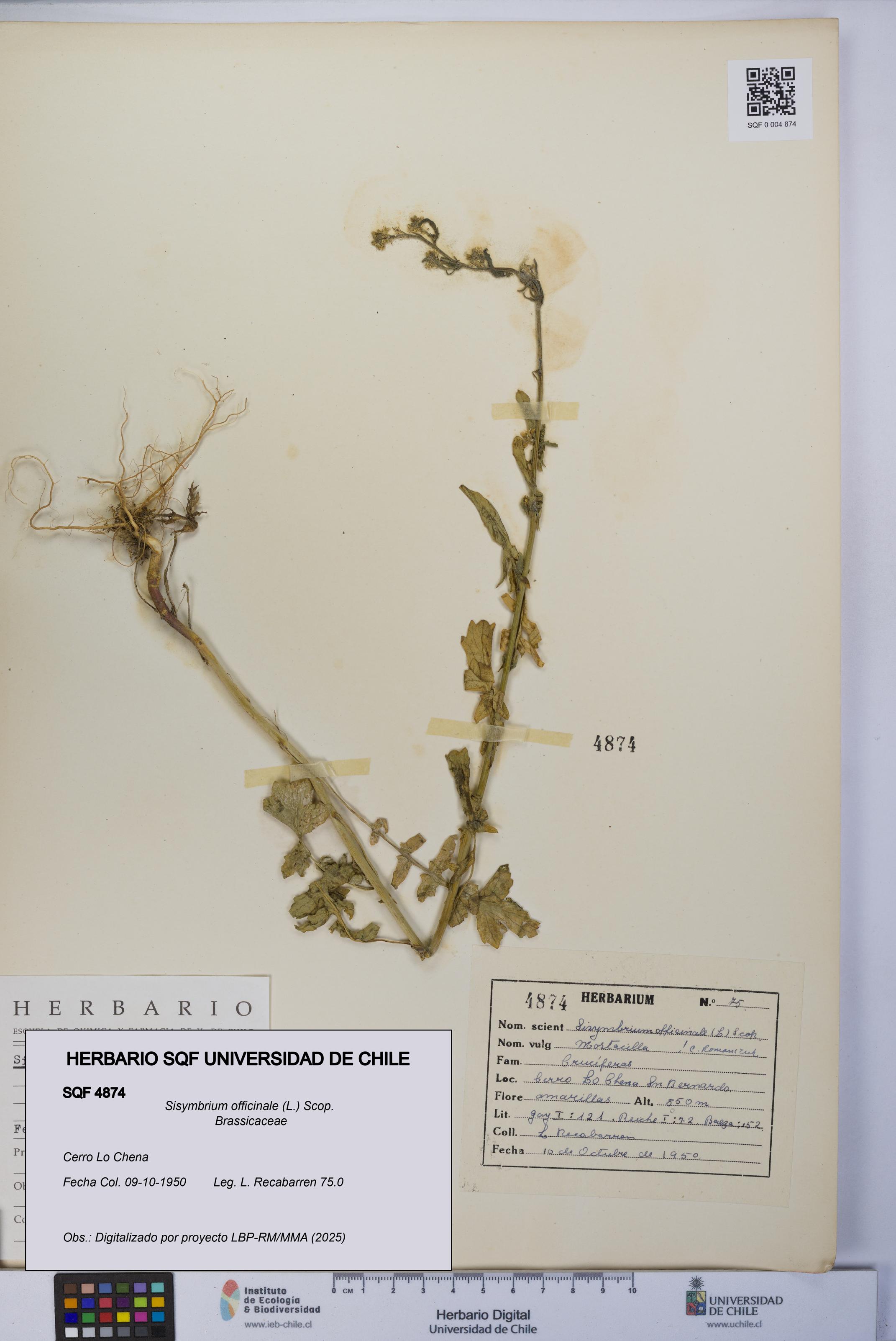 Sisymbrium officinale [Espécimen: UCH:SQF:0004874]
