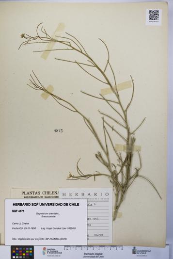 Sisymbrium orientale [Espécimen: UCH:SQF:0004875]