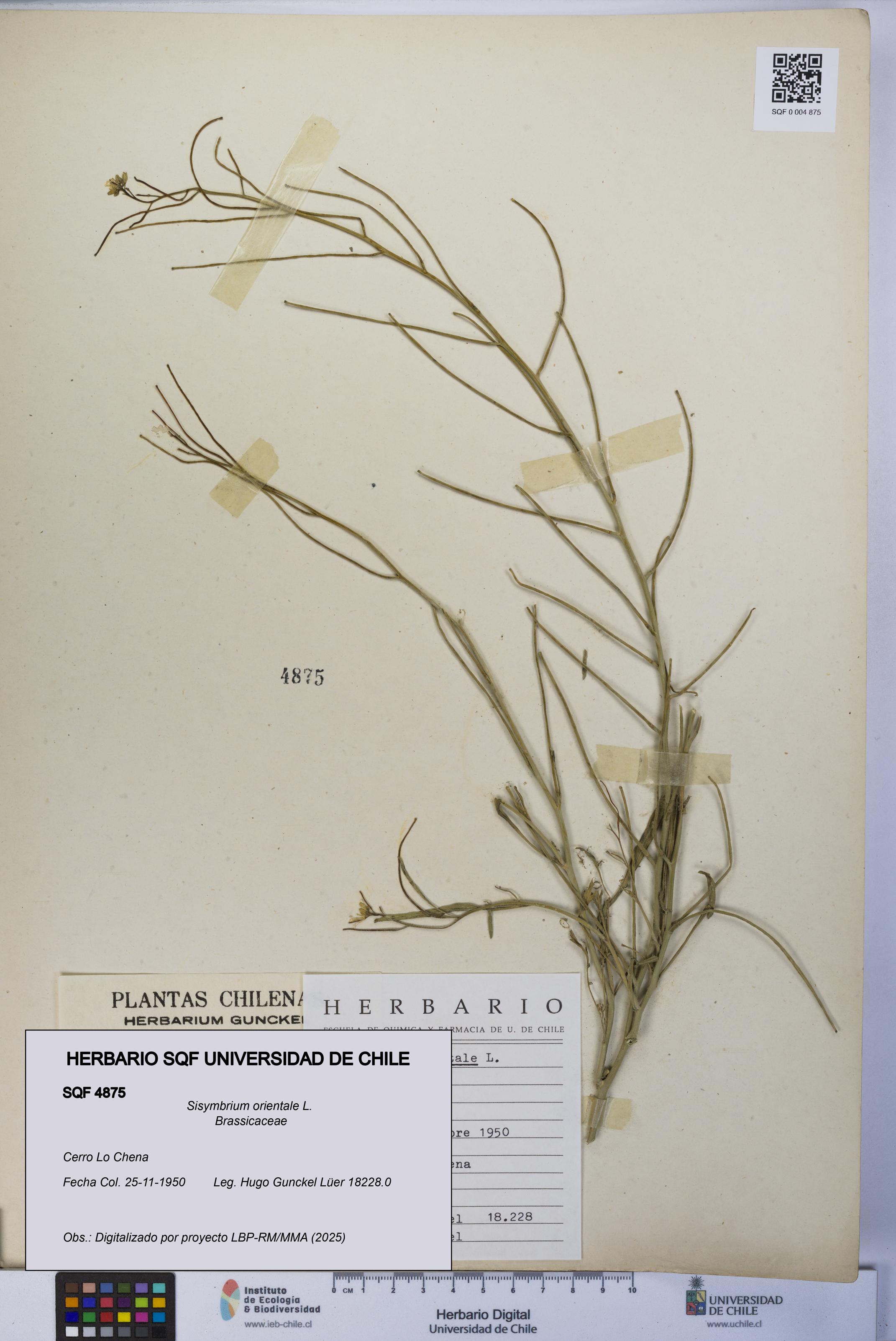 Sisymbrium orientale [Espécimen: UCH:SQF:0004875]