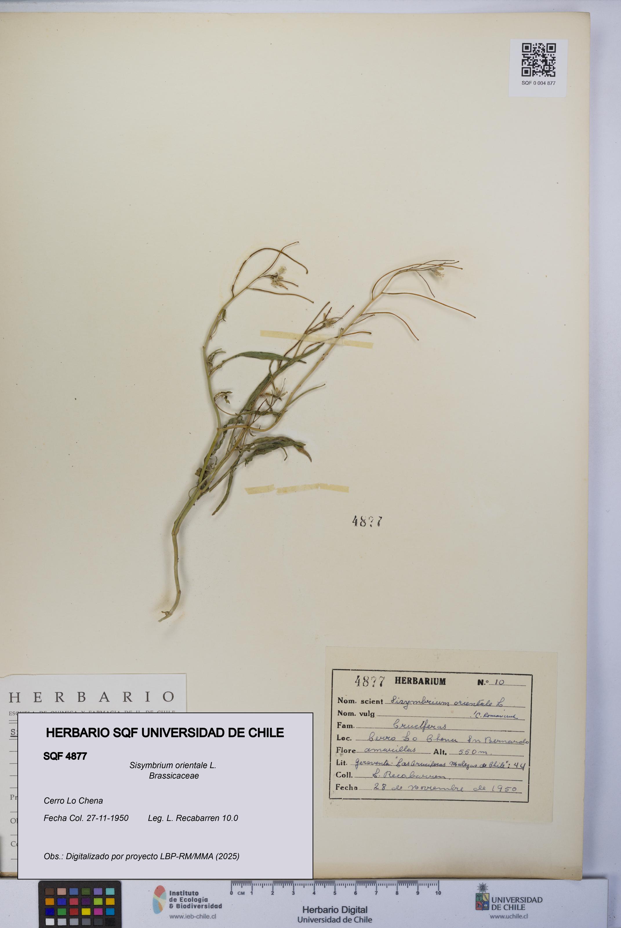 Sisymbrium orientale [Espécimen: UCH:SQF:0004877]
