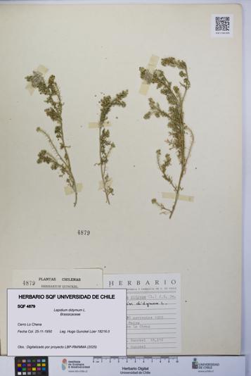 Lepidium didymum [Espécimen: UCH:SQF:0004879]