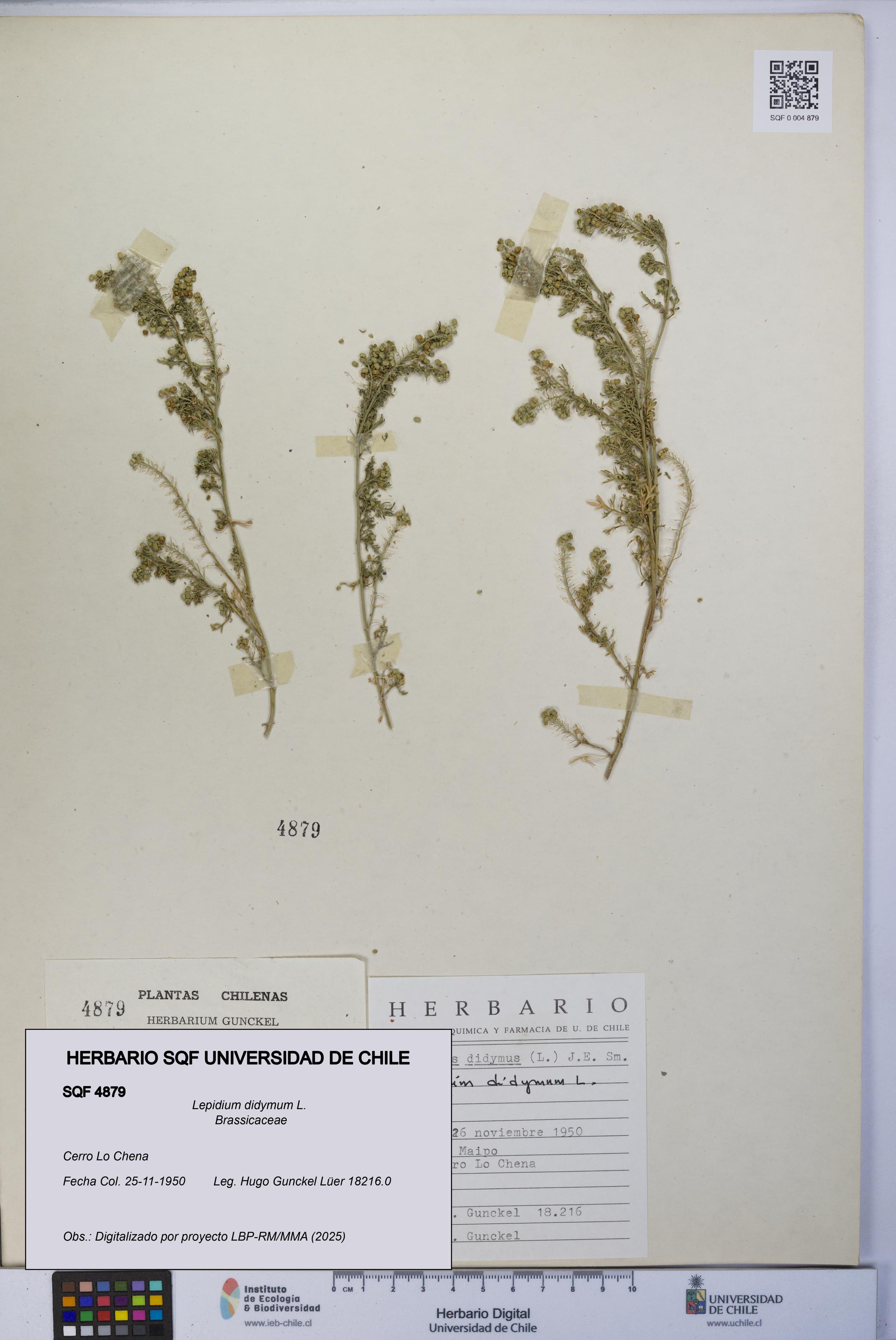 Lepidium didymum [Espécimen: UCH:SQF:0004879]