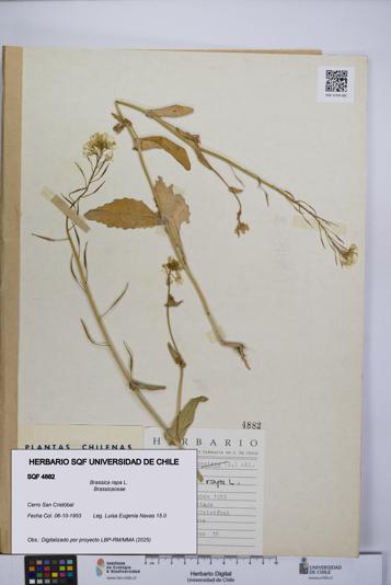 Brassica rapa [Espécimen: UCH:SQF:0004882]