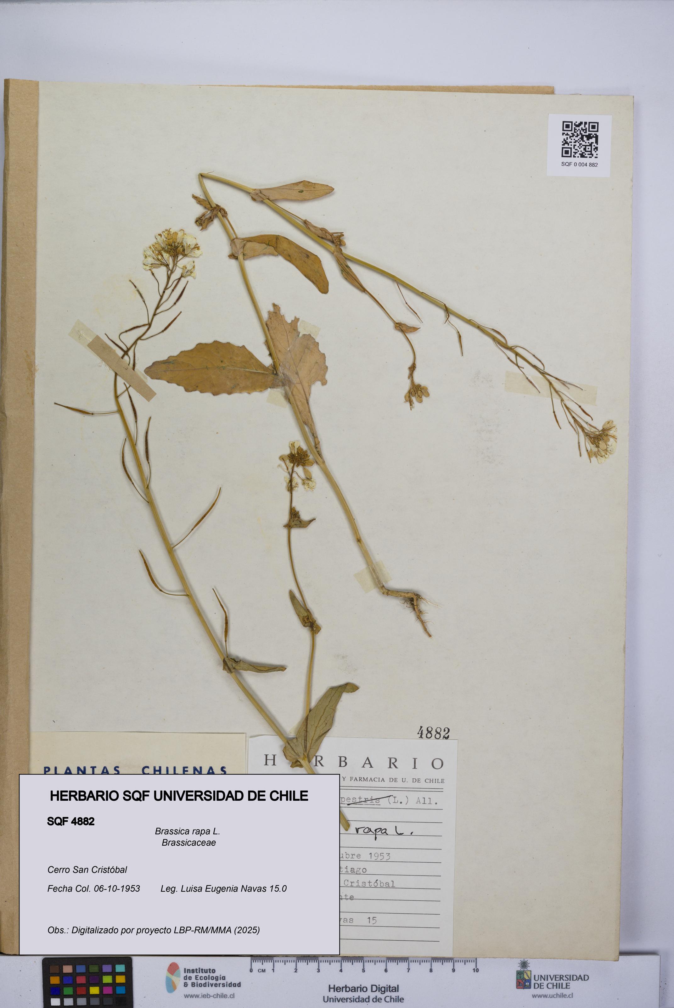 Brassica rapa [Espécimen: UCH:SQF:0004882]