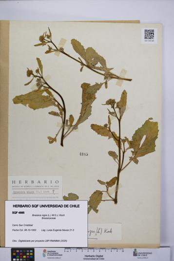 Brassica nigra [Espécimen: UCH:SQF:0004885]