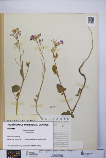 Raphanus sativus [Espécimen: UCH:SQF:0004887]