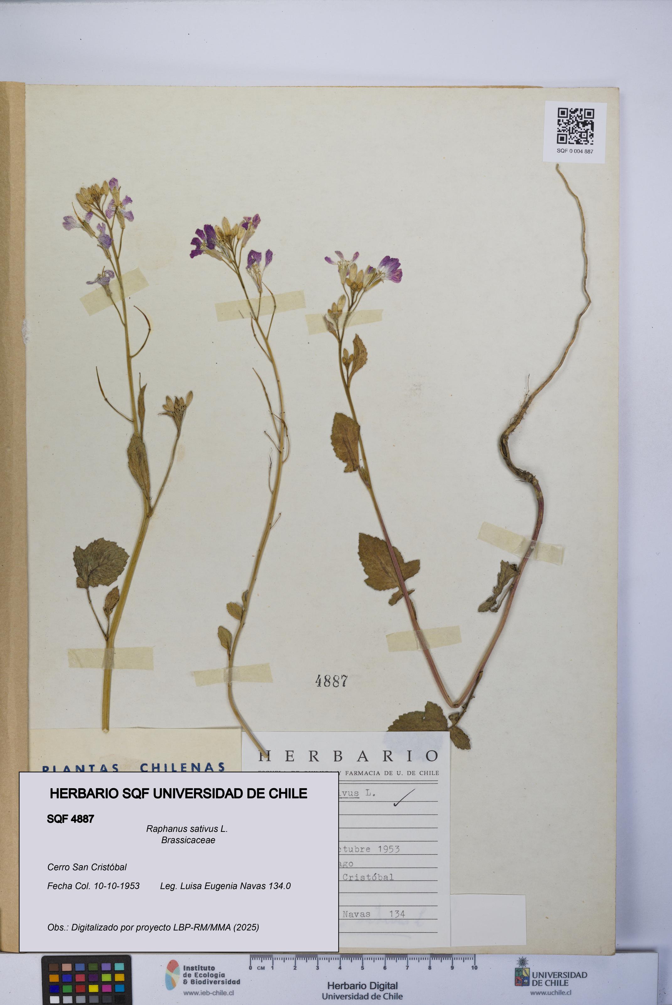 Raphanus sativus [Espécimen: UCH:SQF:0004887]