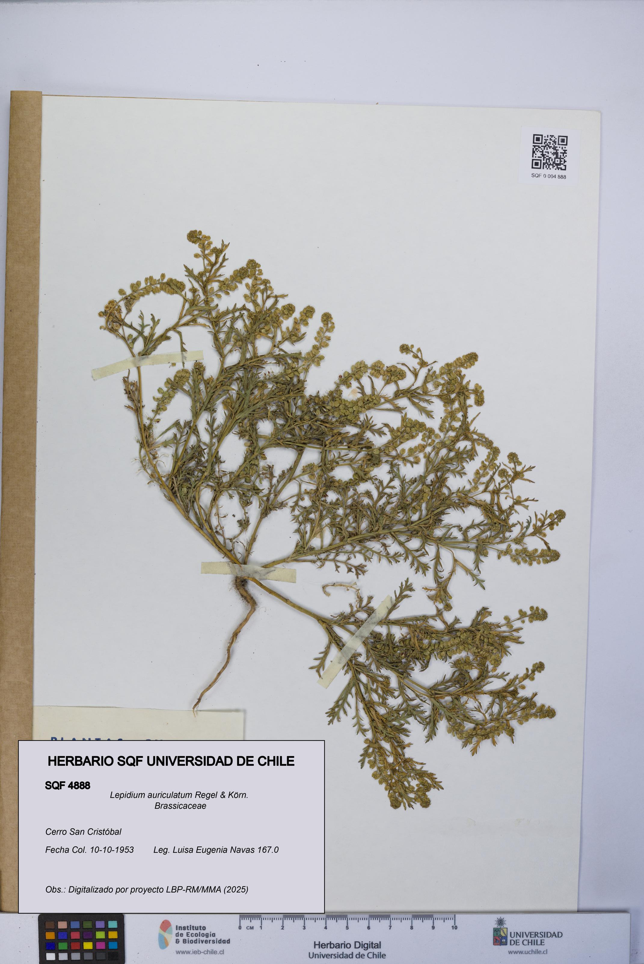 Lepidium auriculatum [Espécimen: UCH:SQF:0004888]