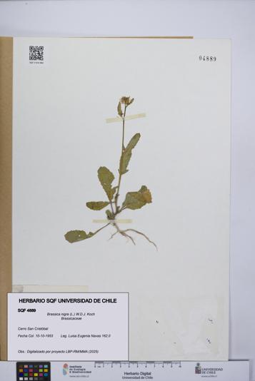 Brassica nigra [Espécimen: UCH:SQF:0004889]