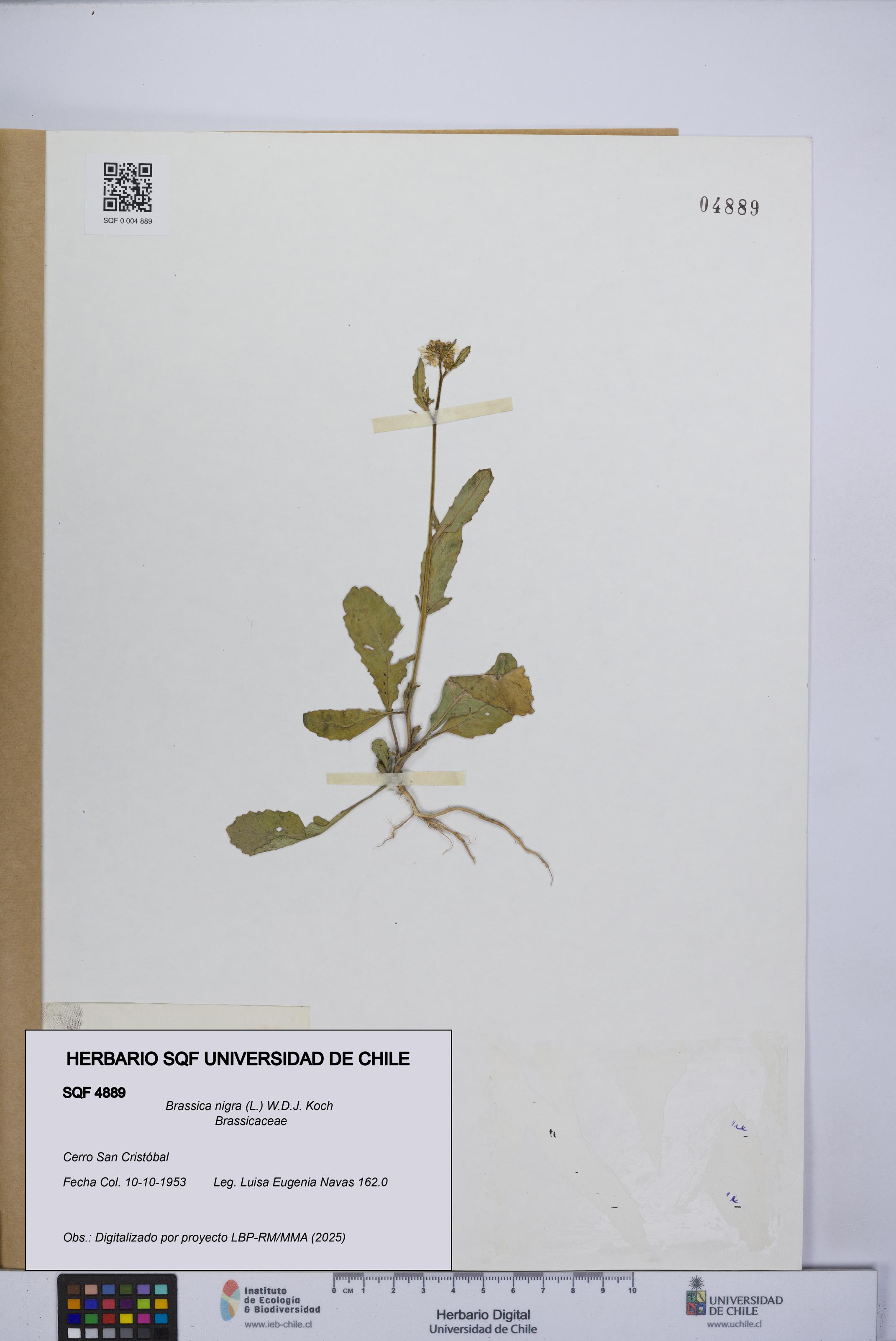 Brassica nigra [Espécimen: UCH:SQF:0004889]
