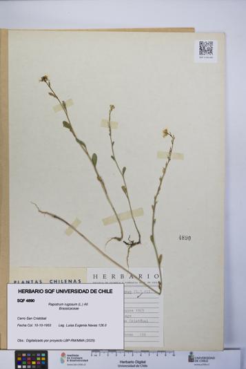 Rapistrum rugosum [Espécimen: UCH:SQF:0004890]
