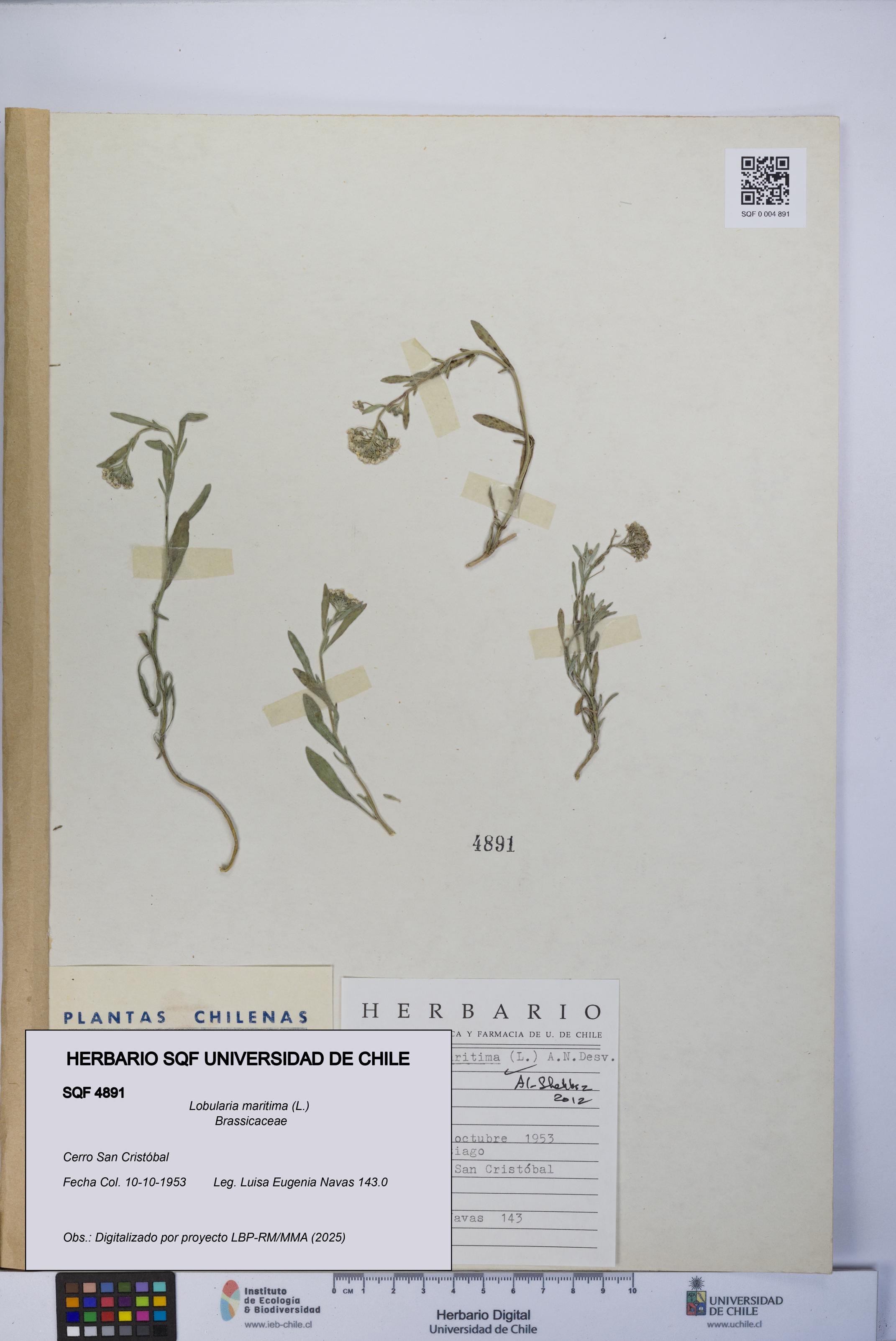 Lobularia maritima [Espécimen: UCH:SQF:0004891]