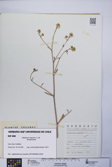 Rapistrum rugosum [Espécimen: UCH:SQF:0004892]