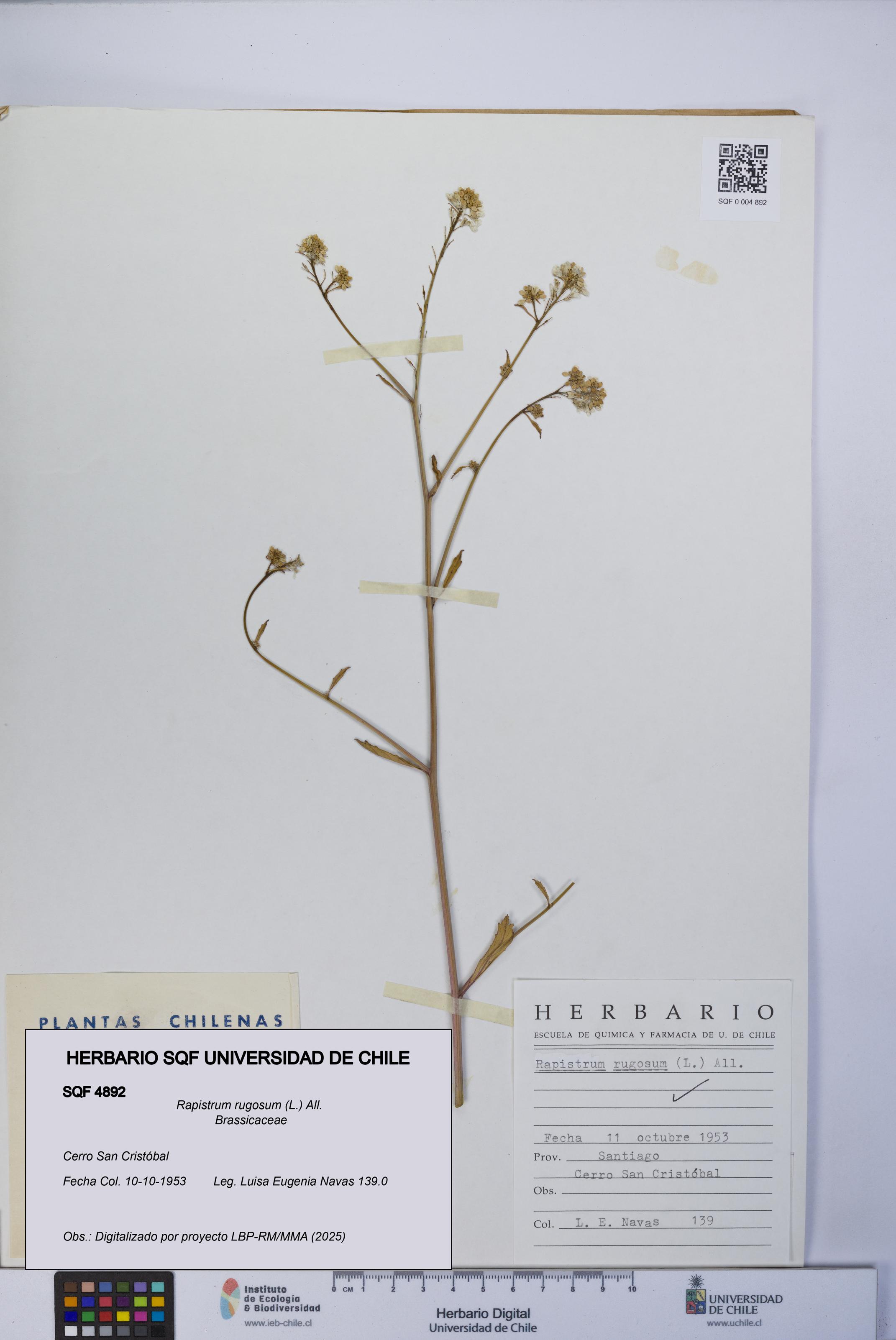 Rapistrum rugosum [Espécimen: UCH:SQF:0004892]