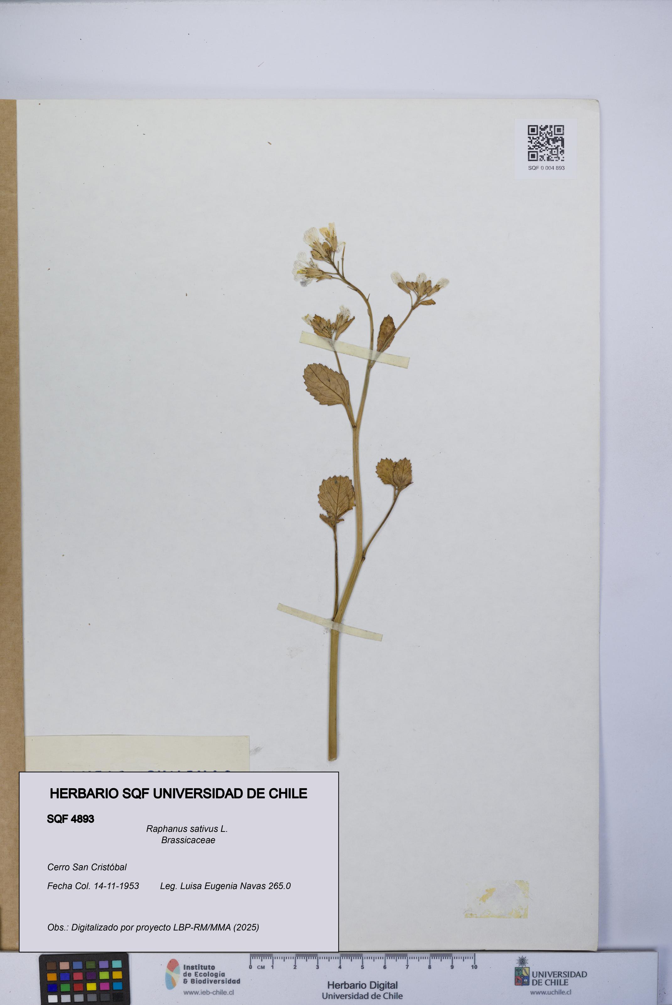 Raphanus sativus [Espécimen: UCH:SQF:0004893]