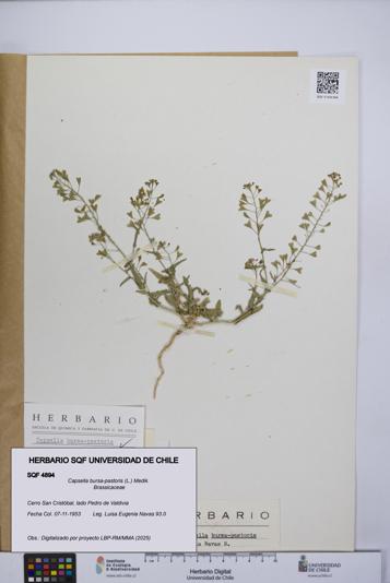 Capsella bursa-pastoris [Espécimen: UCH:SQF:0004894]