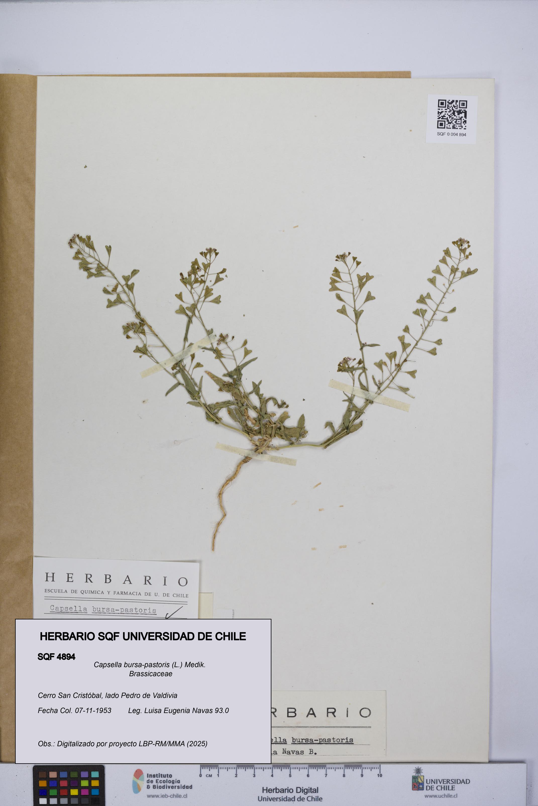 Capsella bursa-pastoris [Espécimen: UCH:SQF:0004894]