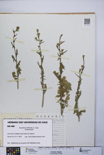 Sisymbrium officinale [Espécimen: UCH:SQF:0004895]