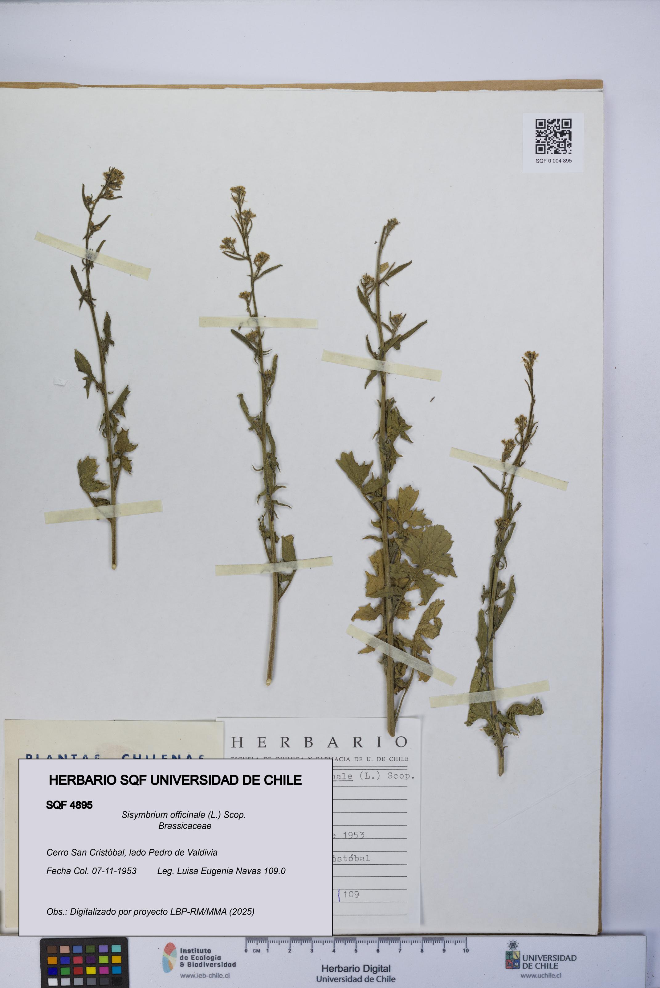 Sisymbrium officinale [Espécimen: UCH:SQF:0004895]