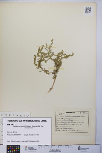 Lepidium strictum [Espécimen: UCH:SQF:0004897]