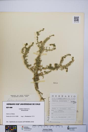 Lepidium didymum [Espécimen: UCH:SQF:0004898]