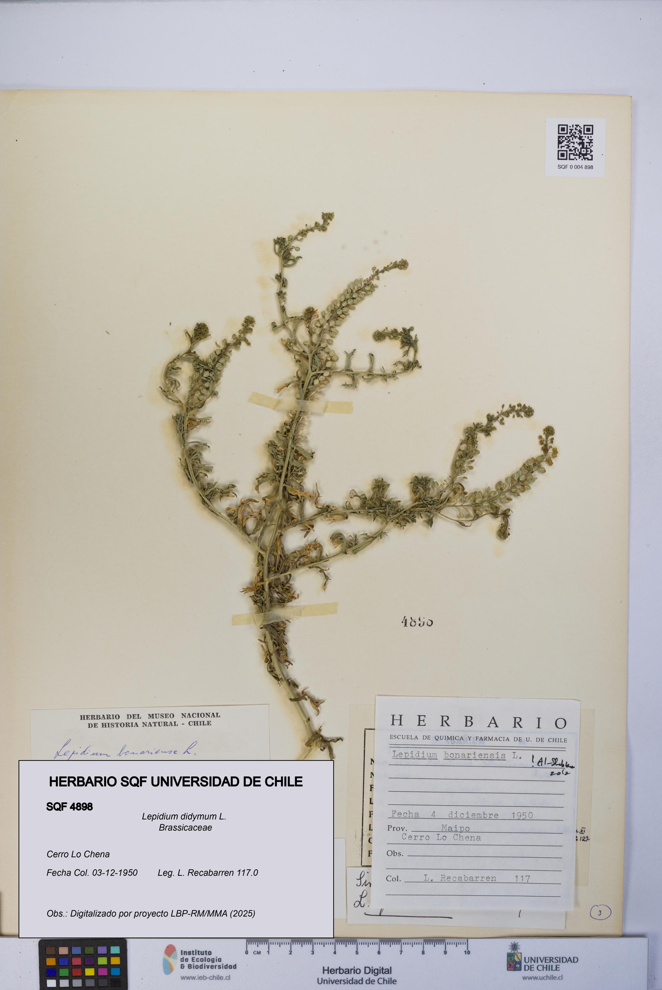 Lepidium didymum [Espécimen: UCH:SQF:0004898]