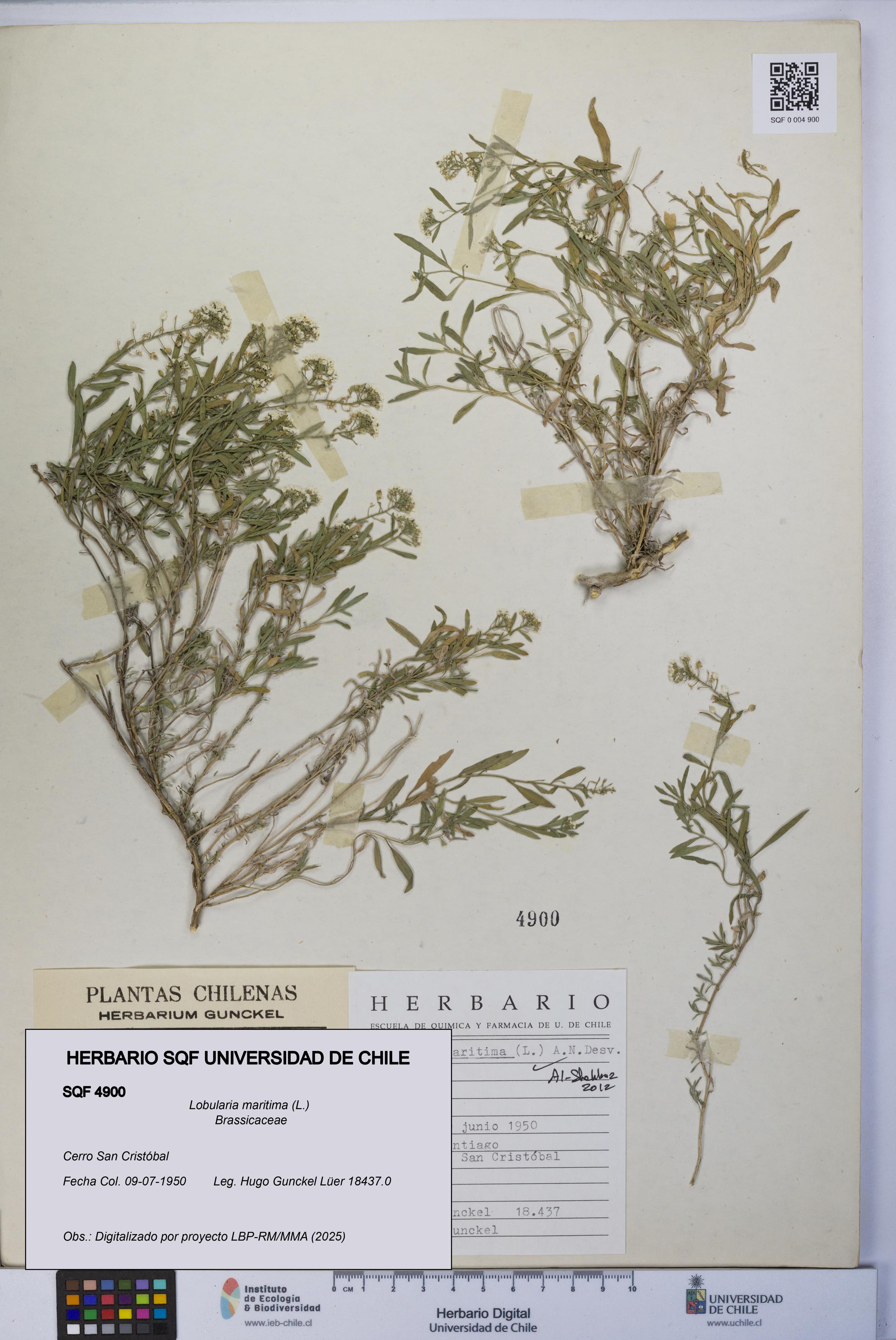 Lobularia maritima [Espécimen: UCH:SQF:0004900]