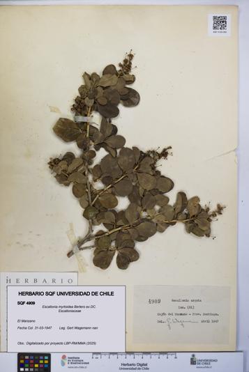 Escallonia myrtoidea [Espécimen: UCH:SQF:0004909]