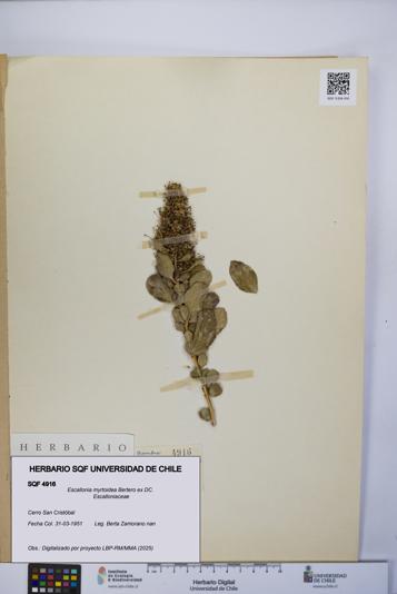 Escallonia myrtoidea [Espécimen: UCH:SQF:0004916]