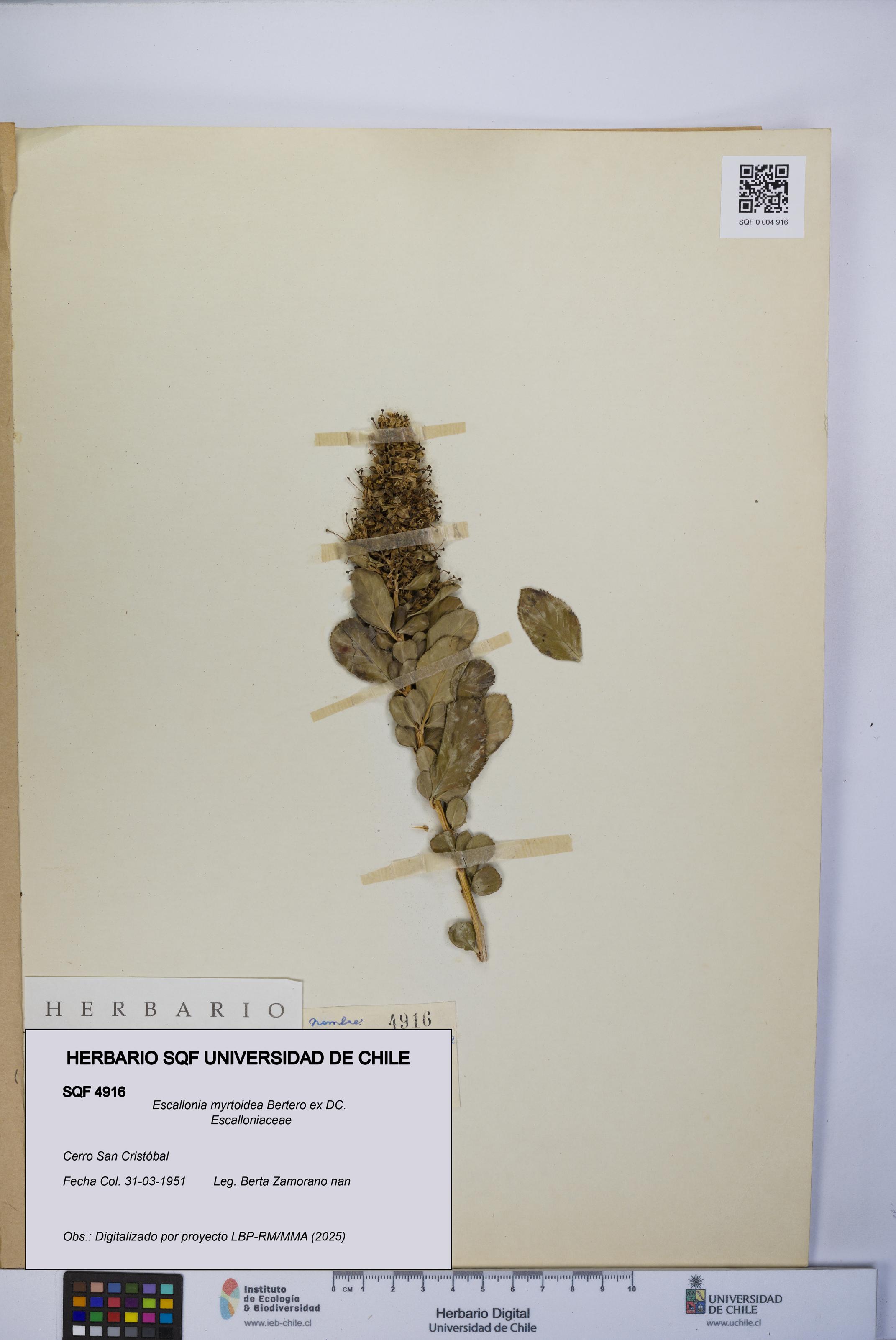 Escallonia myrtoidea [Espécimen: UCH:SQF:0004916]