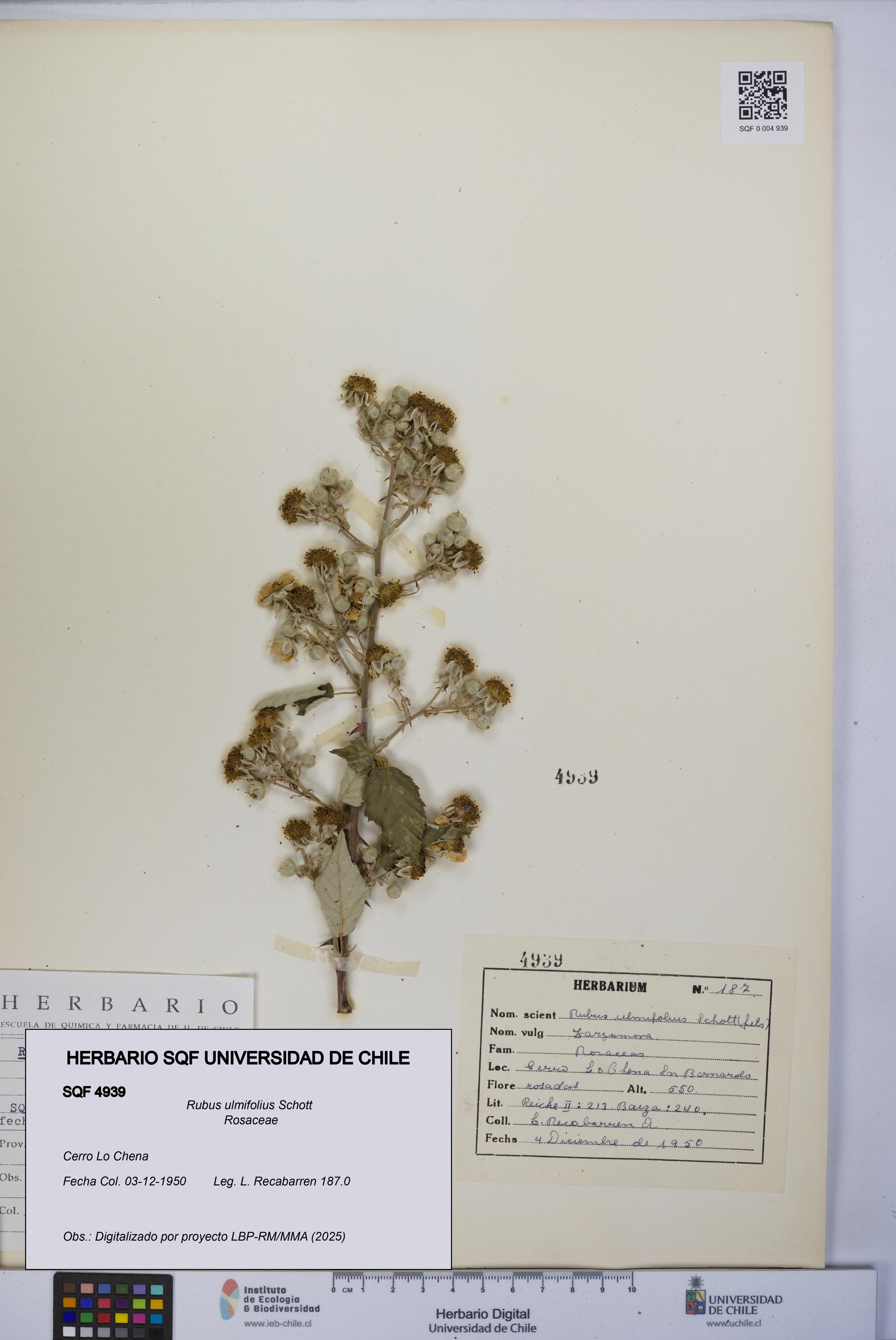 Rubus ulmifolius [Espécimen: UCH:SQF:0004939]