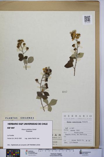 Rubus ulmifolius [Espécimen: UCH:SQF:0004947]