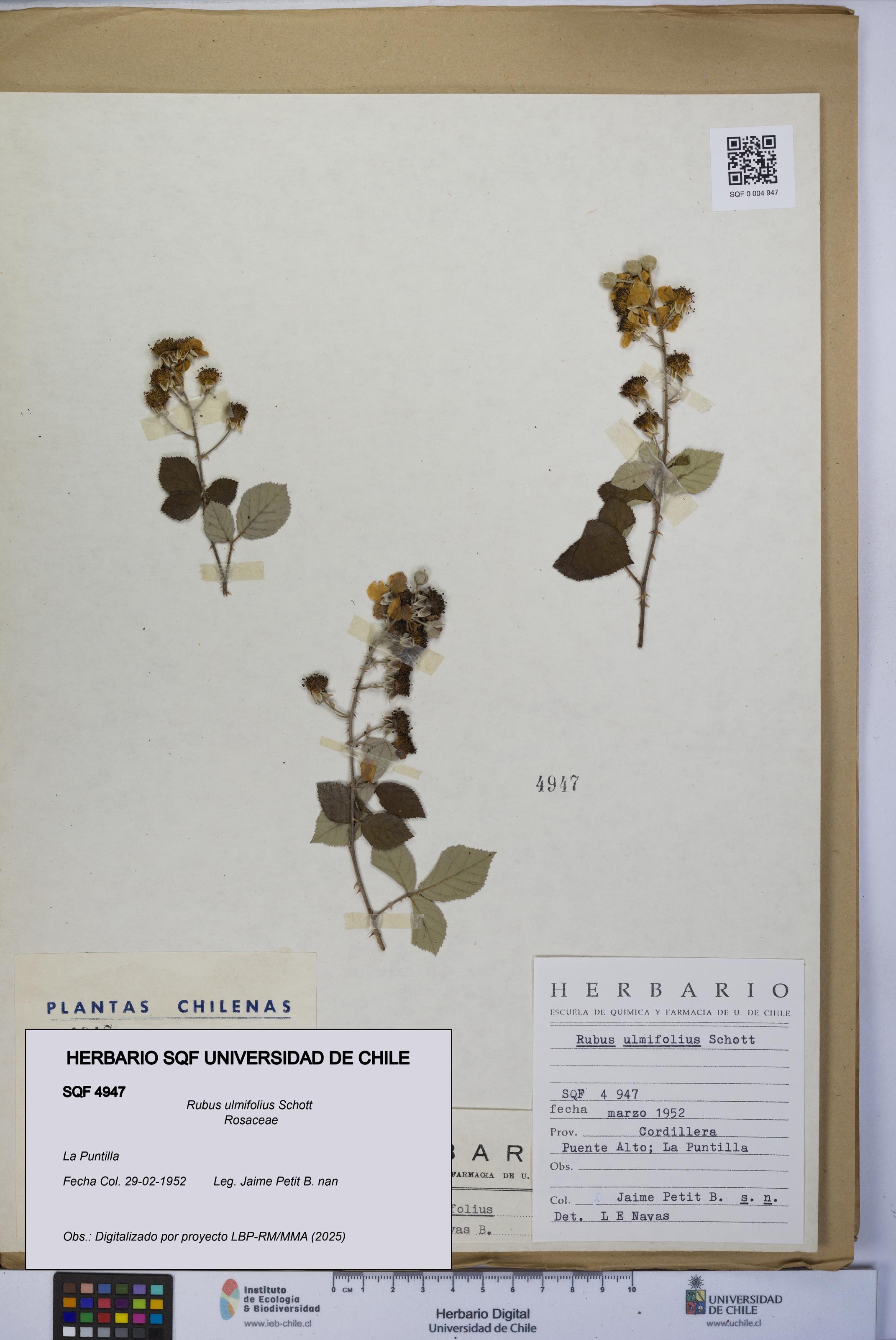 Rubus ulmifolius [Espécimen: UCH:SQF:0004947]