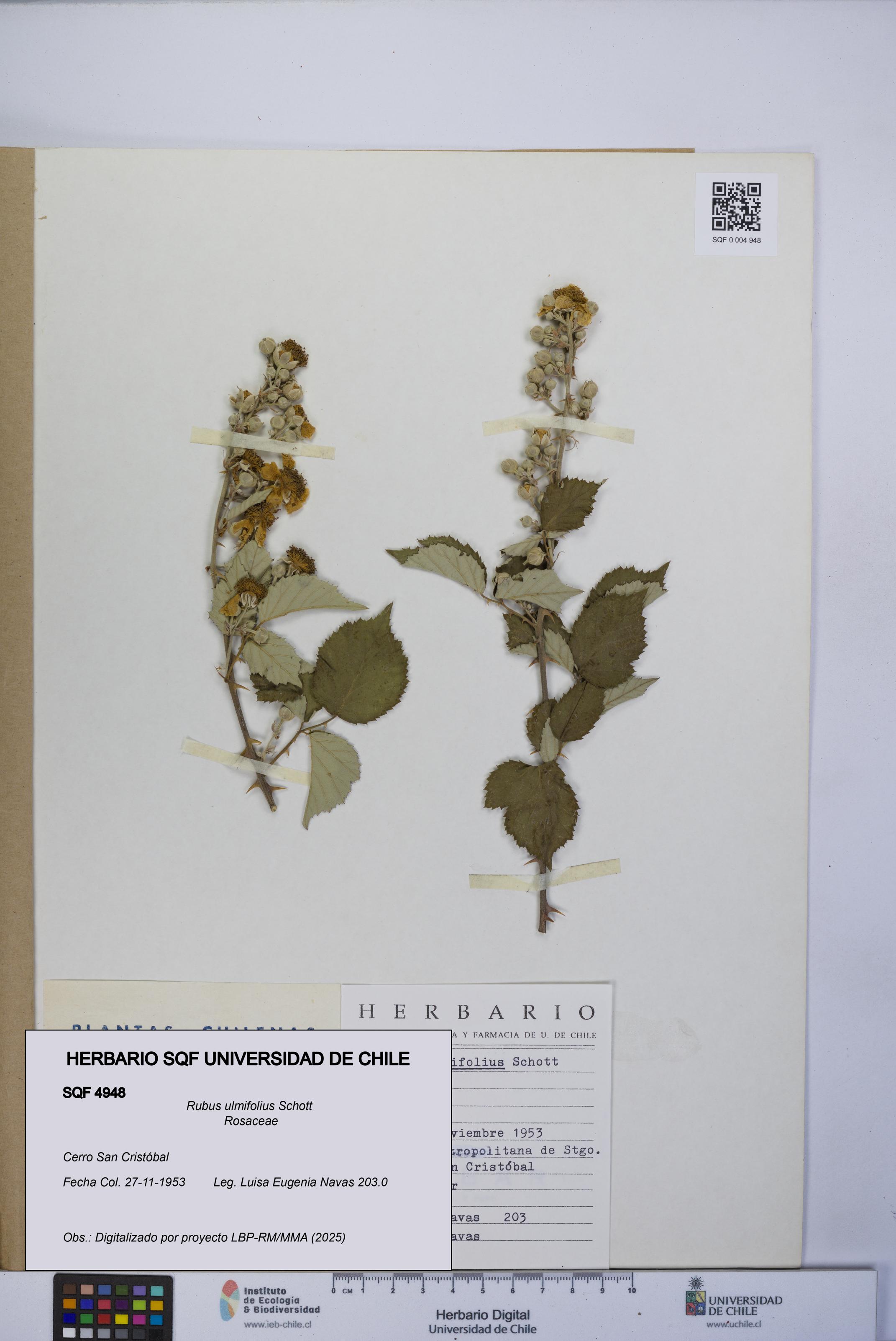 Rubus ulmifolius [Espécimen: UCH:SQF:0004948]
