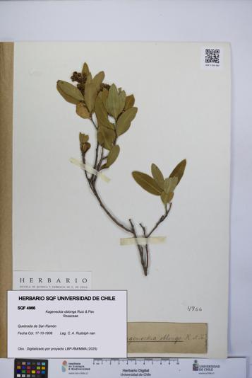 Kageneckia oblonga [Espécimen: UCH:SQF:0004966]