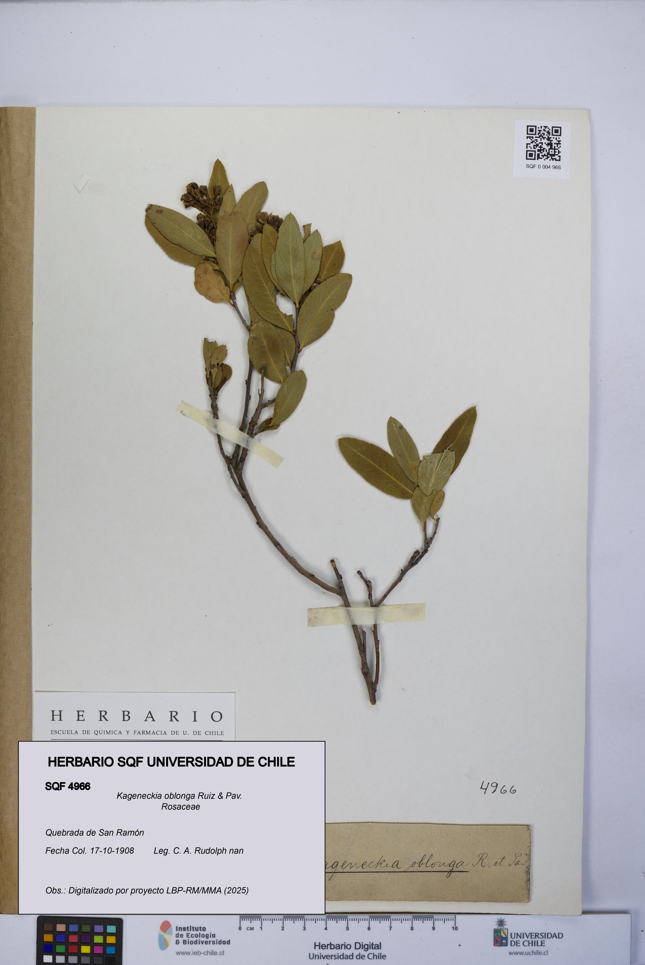 Kageneckia oblonga [Espécimen: UCH:SQF:0004966]