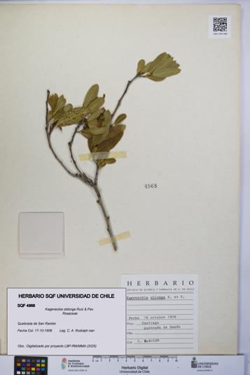 Kageneckia oblonga [Espécimen: UCH:SQF:0004968]