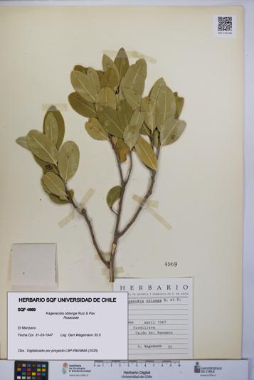 Kageneckia oblonga [Espécimen: UCH:SQF:0004969]