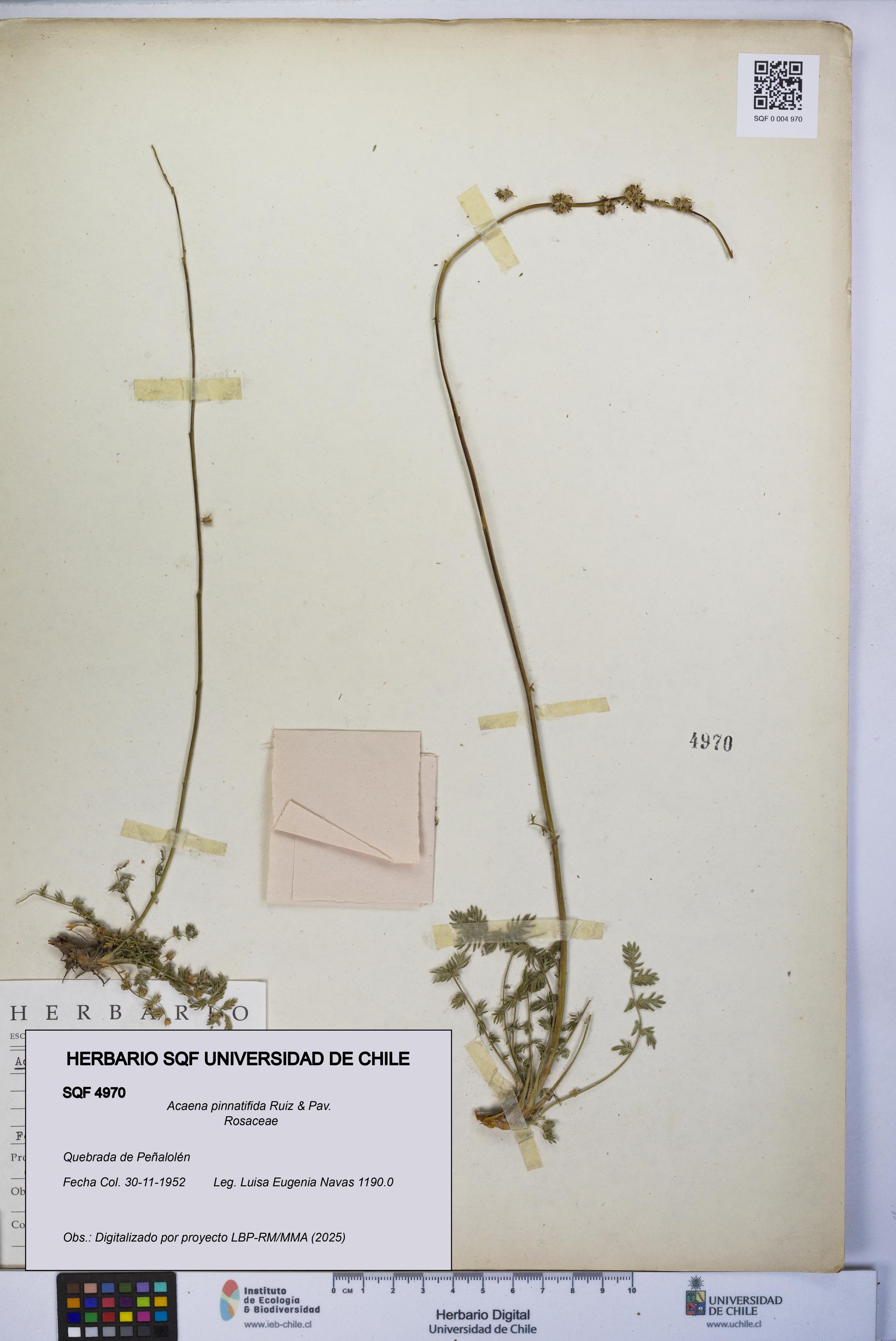 Acaena pinnatifida [Espécimen: UCH:SQF:0004970]
