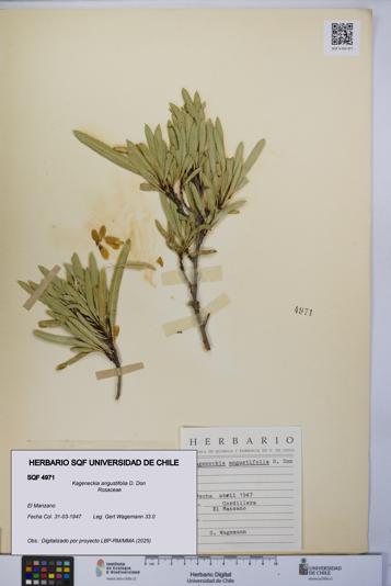 Kageneckia angustifolia [Espécimen: UCH:SQF:0004971]