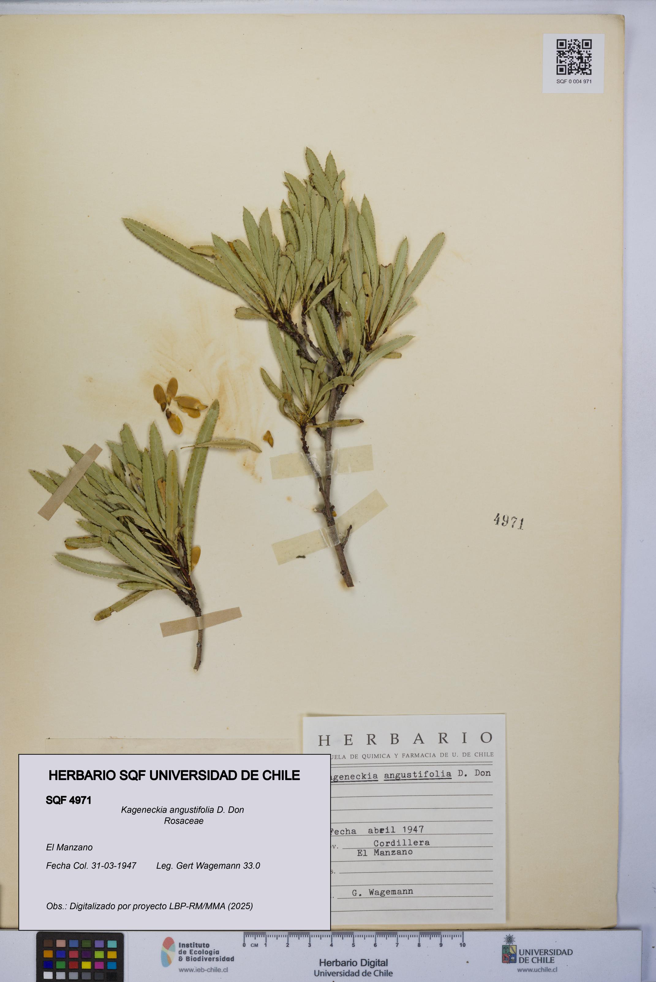 Kageneckia angustifolia [Espécimen: UCH:SQF:0004971]