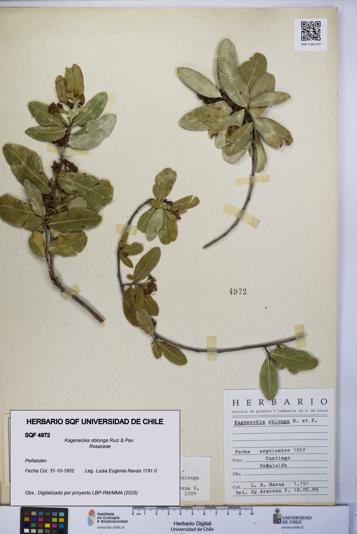 Kageneckia oblonga [Espécimen: UCH:SQF:0004972]