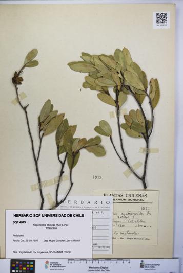 Kageneckia oblonga [Espécimen: UCH:SQF:0004973]